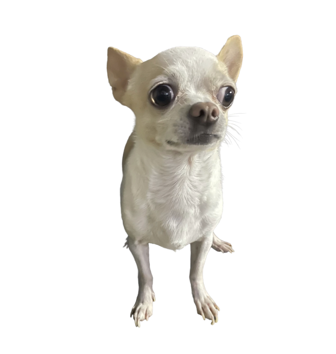 the dog